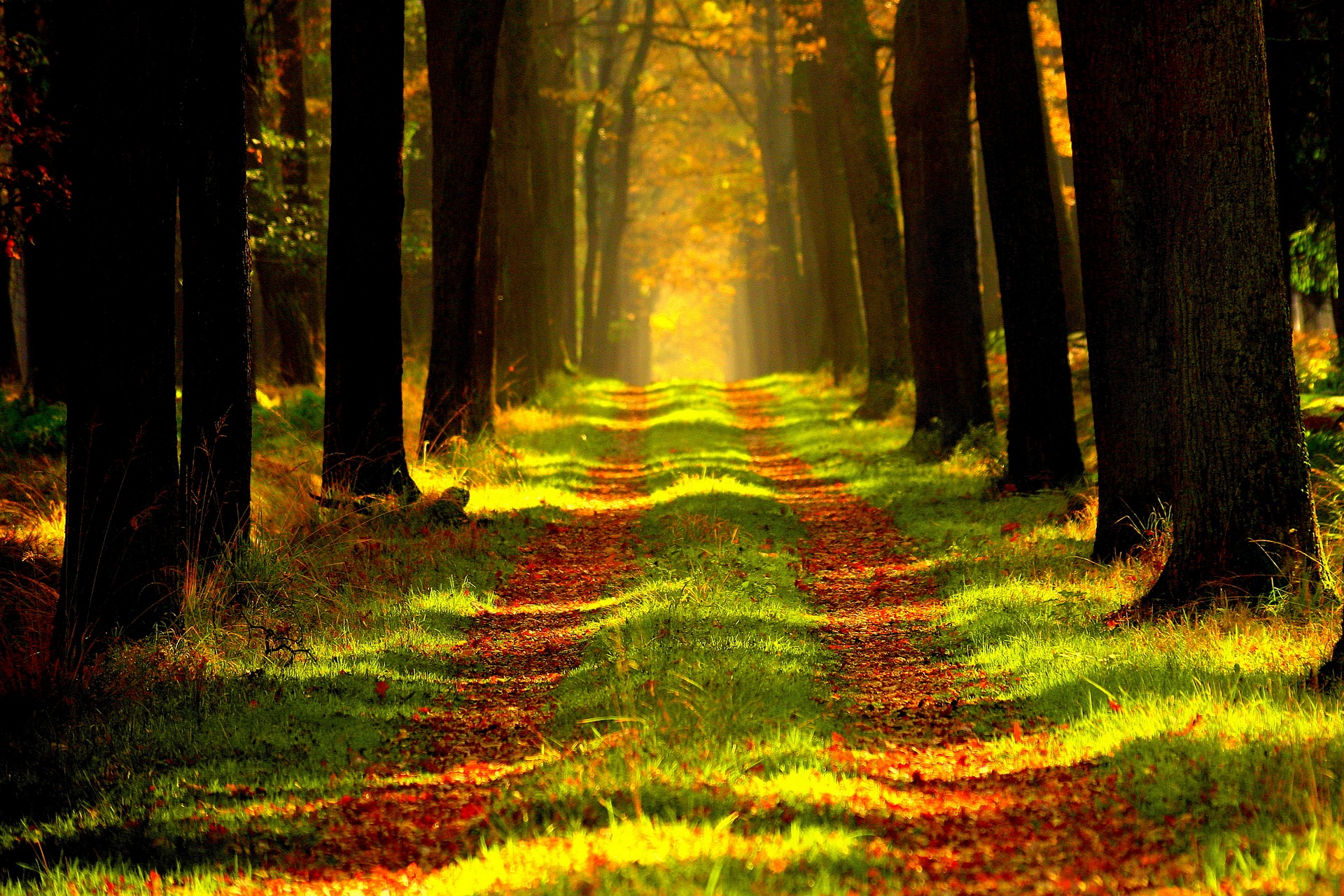 Path through the Forest