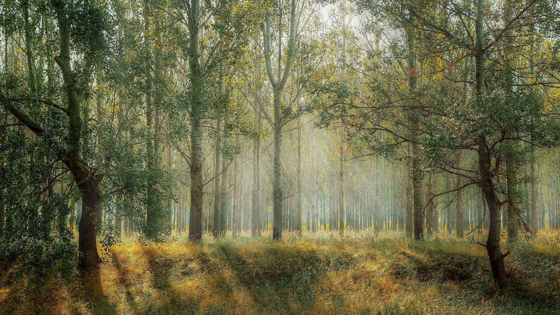 Green Foggy Forest