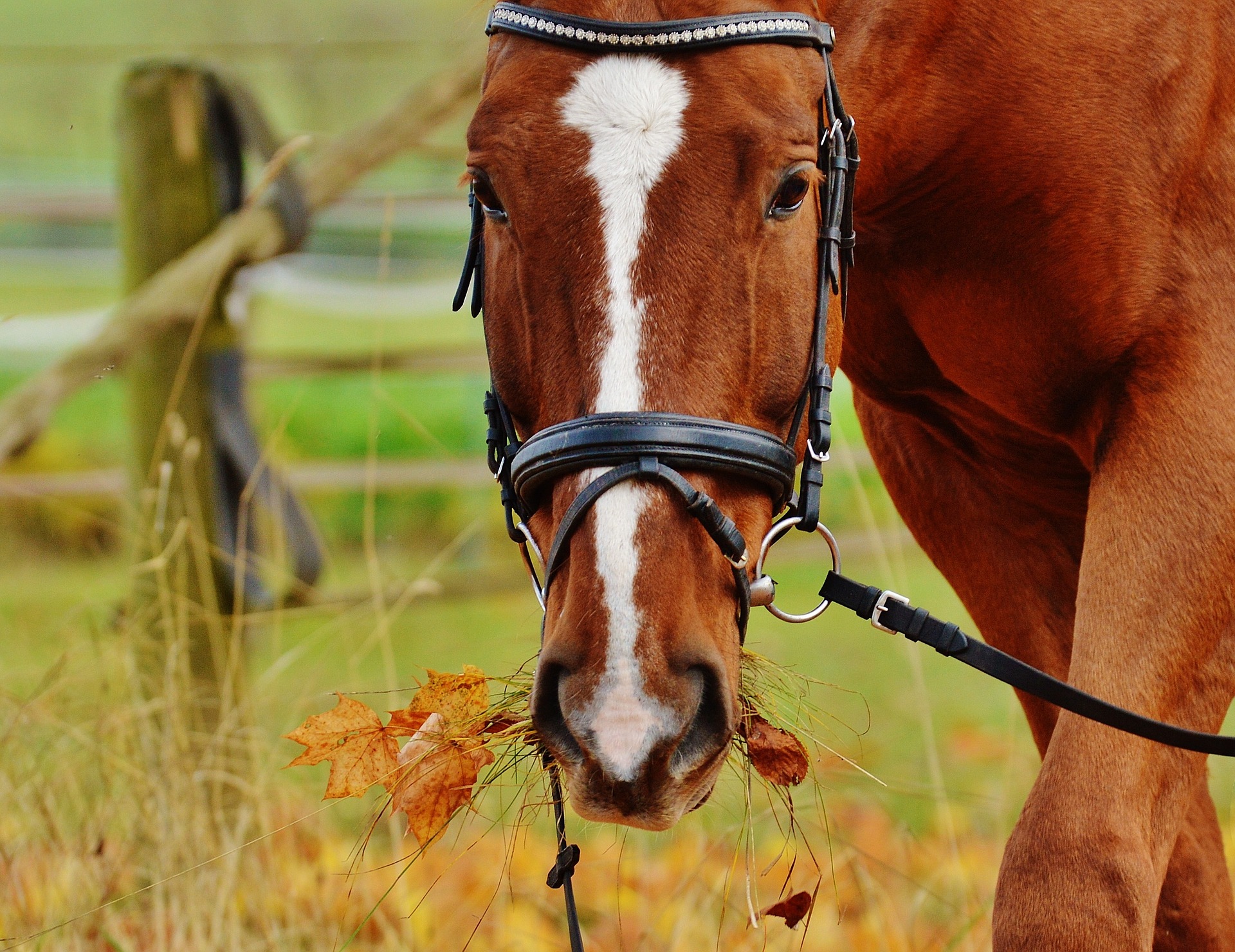 Beautiful Brown Horse
