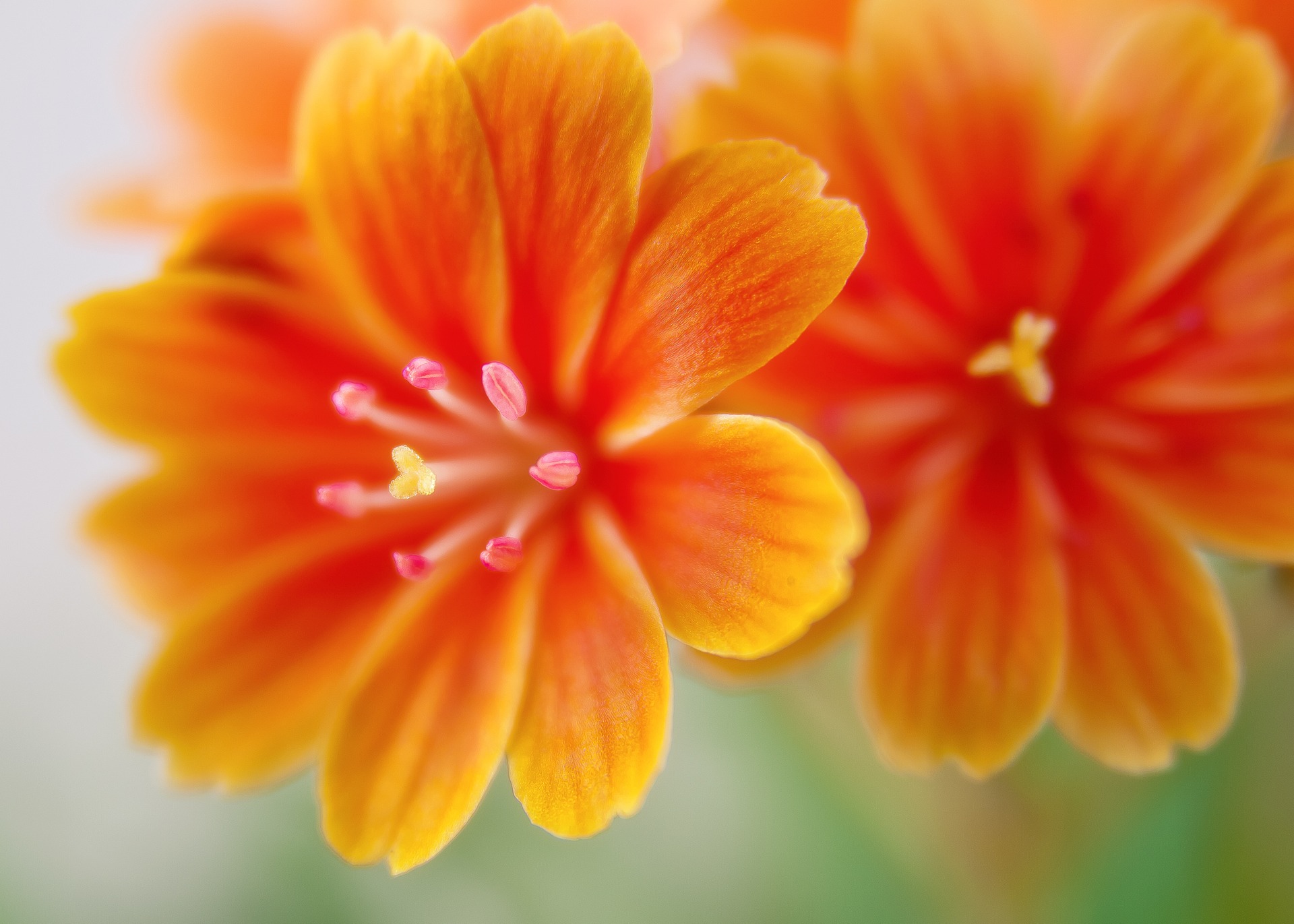 Orange Flower