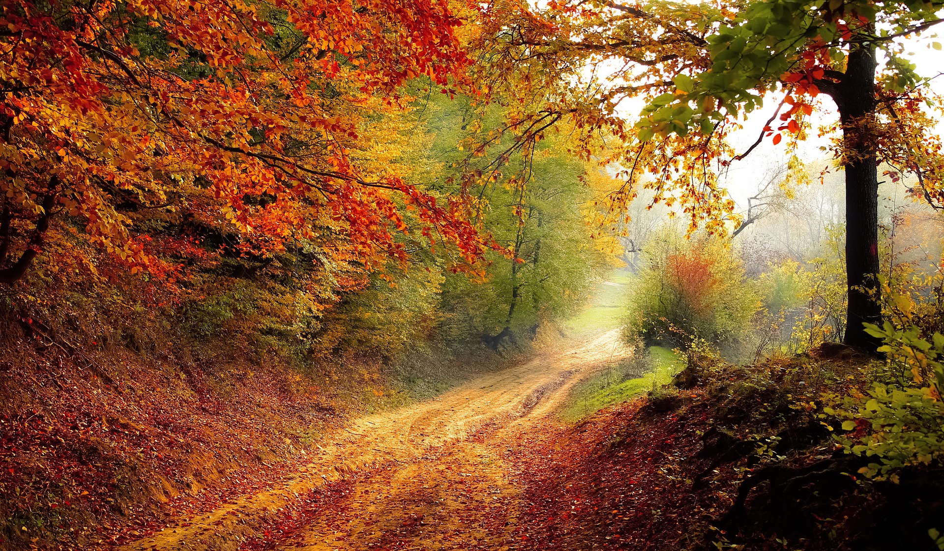 Autumn Leaves