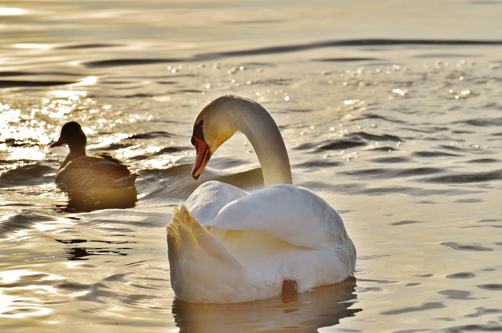 Swan Swimming in Lake